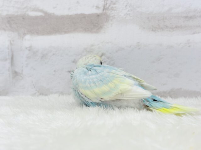 甘々🍬クリームソーダ🐣🫧セキセイインコ(パステルレインボー) ヒナ セキセイインコ