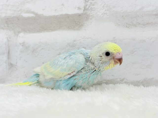 甘々🍬クリームソーダ🐣🫧セキセイインコ(パステルレインボー) ヒナ セキセイインコ