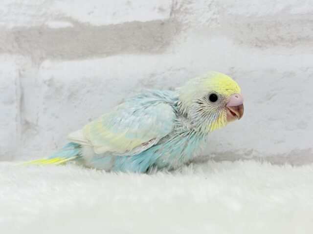 甘々🍬クリームソーダ🐣🫧セキセイインコ(パステルレインボー) ヒナ セキセイインコ