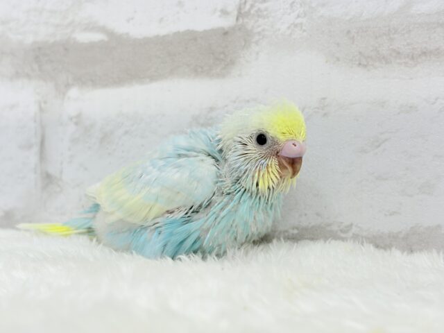 甘々🍬クリームソーダ🐣🫧セキセイインコ(パステルレインボー) ヒナ セキセイインコ