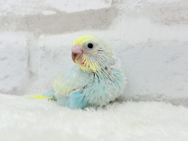 甘々🍬クリームソーダ🐣🫧セキセイインコ(パステルレインボー) ヒナ セキセイインコ