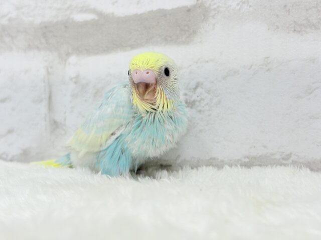 甘々🍬クリームソーダ🐣🫧セキセイインコ(パステルレインボー) ヒナ セキセイインコ