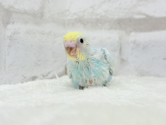 甘々🍬クリームソーダ🐣🫧セキセイインコ(パステルレインボー) ヒナ セキセイインコ