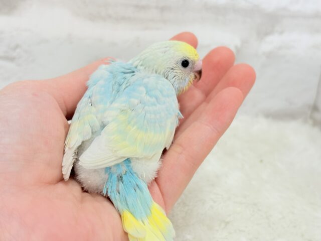 甘々🍬クリームソーダ🐣🫧セキセイインコ(パステルレインボー) ヒナ セキセイインコ