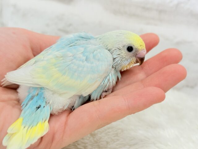 甘々🍬クリームソーダ🐣🫧セキセイインコ(パステルレインボー) ヒナ セキセイインコ
