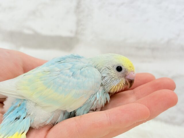 甘々🍬クリームソーダ🐣🫧セキセイインコ(パステルレインボー) ヒナ セキセイインコ