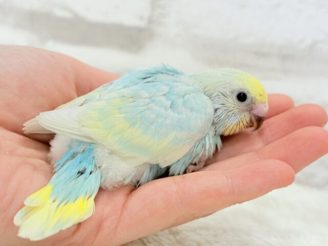 甘々🍬クリームソーダ🐣🫧セキセイインコ(パステルレインボー) ヒナ セキセイインコ
