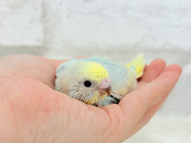 甘々🍬クリームソーダ🐣🫧セキセイインコ(パステルレインボー) ヒナ セキセイインコ