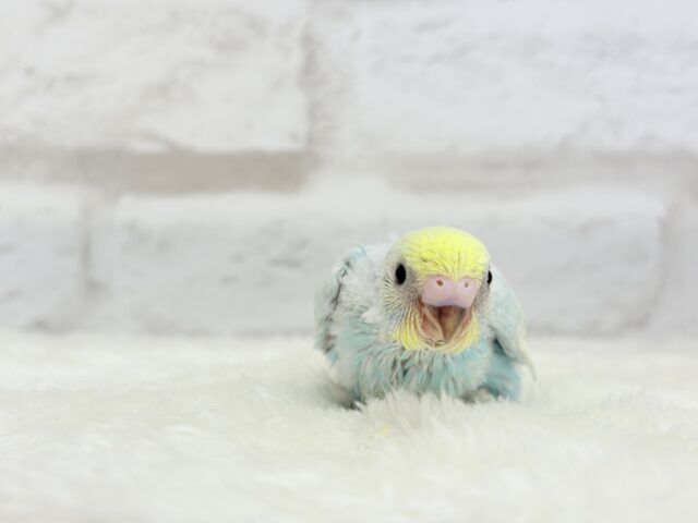 甘々🍬クリームソーダ🐣🫧セキセイインコ(パステルレインボー) ヒナ セキセイインコ