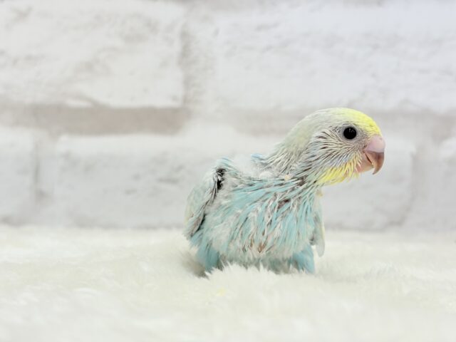 甘々🍬クリームソーダ🐣🫧セキセイインコ(パステルレインボー) ヒナ セキセイインコ