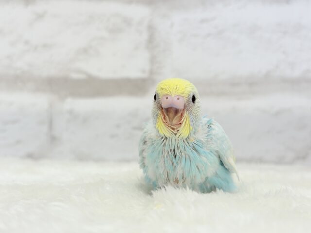 甘々🍬クリームソーダ🐣🫧セキセイインコ(パステルレインボー) ヒナ セキセイインコ