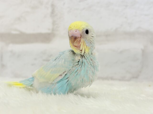 甘々🍬クリームソーダ🐣🫧セキセイインコ(パステルレインボー) ヒナ セキセイインコ