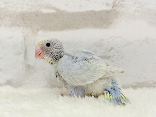 パープルの不思議な魅力🐣🪻🫧セキセイインコ(パステルレインボー) ヒナ セキセイインコ