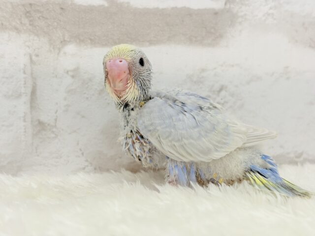 パープルの不思議な魅力🐣🪻🫧セキセイインコ(パステルレインボー) ヒナ セキセイインコ
