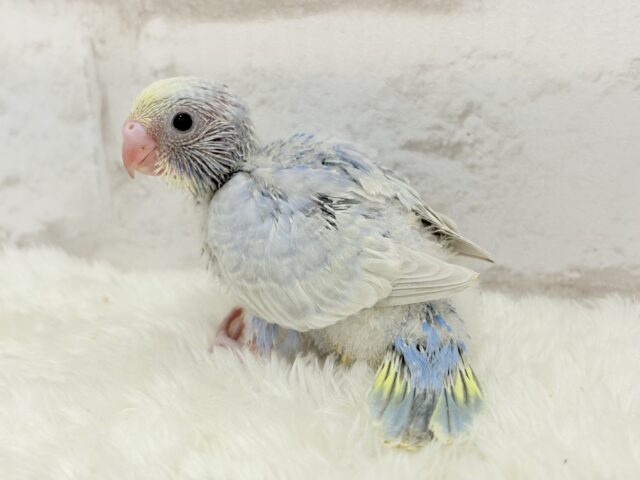 パープルの不思議な魅力🐣🪻🫧セキセイインコ(パステルレインボー) ヒナ セキセイインコ