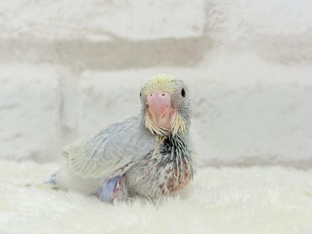 パープルの不思議な魅力🐣🪻🫧セキセイインコ(パステルレインボー) ヒナ セキセイインコ