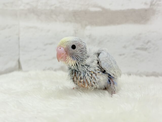 パープルの不思議な魅力🐣🪻🫧セキセイインコ(パステルレインボー) ヒナ セキセイインコ