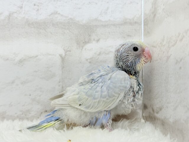 パープルの不思議な魅力🐣🪻🫧セキセイインコ(パステルレインボー) ヒナ セキセイインコ
