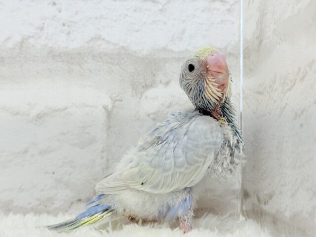 パープルの不思議な魅力🐣🪻🫧セキセイインコ(パステルレインボー) ヒナ セキセイインコ