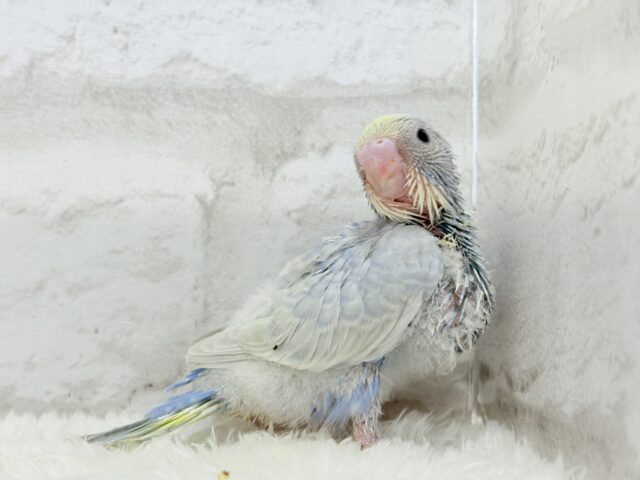 パープルの不思議な魅力🐣🪻🫧セキセイインコ(パステルレインボー) ヒナ セキセイインコ