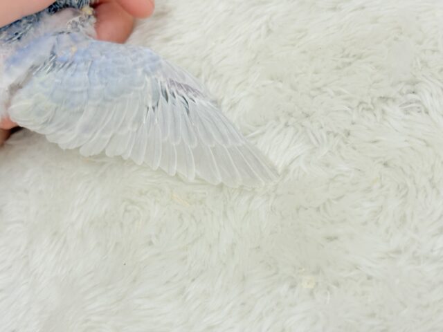 パープルの不思議な魅力🐣🪻🫧セキセイインコ(パステルレインボー) ヒナ セキセイインコ