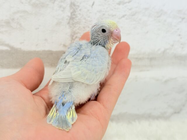 パープルの不思議な魅力🐣🪻🫧セキセイインコ(パステルレインボー) ヒナ セキセイインコ