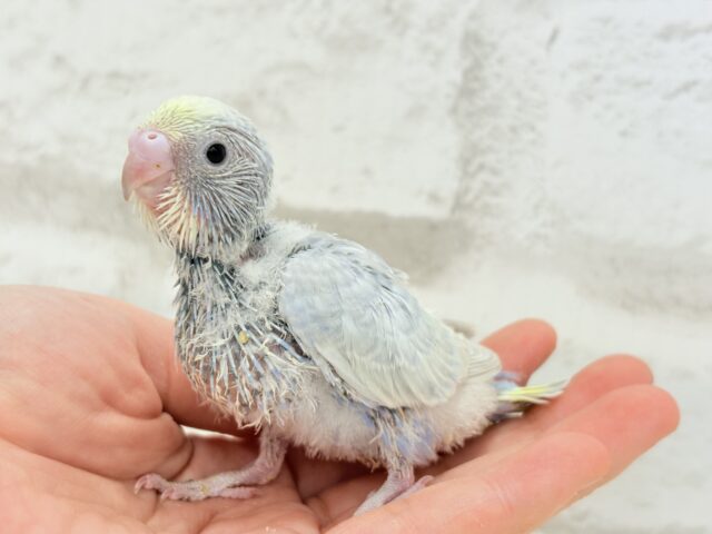 パープルの不思議な魅力🐣🪻🫧セキセイインコ(パステルレインボー) ヒナ セキセイインコ