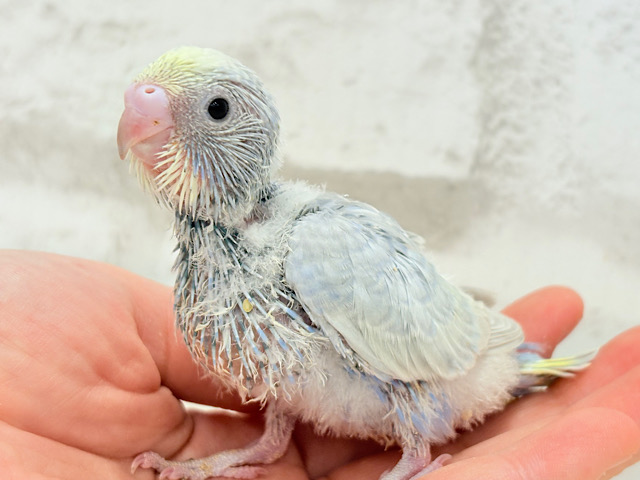 パープルの不思議な魅力🐣🪻🫧セキセイインコ(パステルレインボー) ヒナ パープルの不思議な魅力🐣🪻🫧セキセイインコ(パステルレインボー) ヒナ