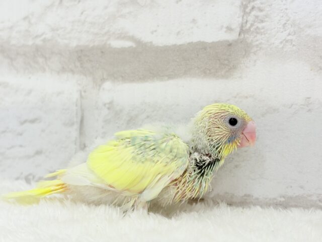 レモン風味のキャンディポップ🍭🍋セキセイインコ(パステルカラーレインボーパイド) ヒナ セキセイインコ