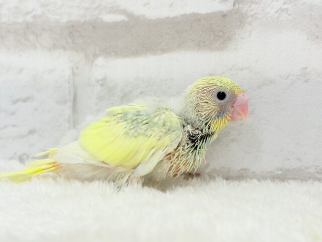 レモン風味のキャンディポップ🍭🍋セキセイインコ(パステルカラーレインボーパイド) ヒナ セキセイインコ