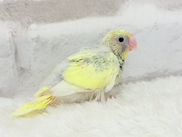 レモン風味のキャンディポップ🍭🍋セキセイインコ(パステルカラーレインボーパイド) ヒナ セキセイインコ