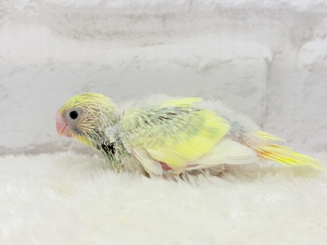 レモン風味のキャンディポップ🍭🍋セキセイインコ(パステルカラーレインボーパイド) ヒナ セキセイインコ
