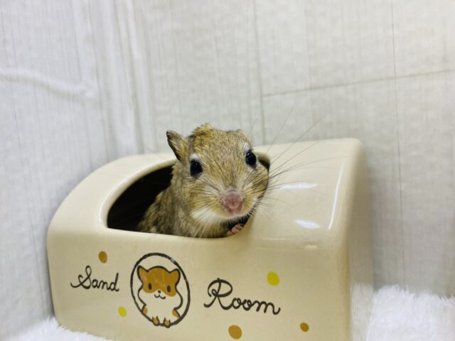 ジャイアントジャービル（オオスナネズミ）