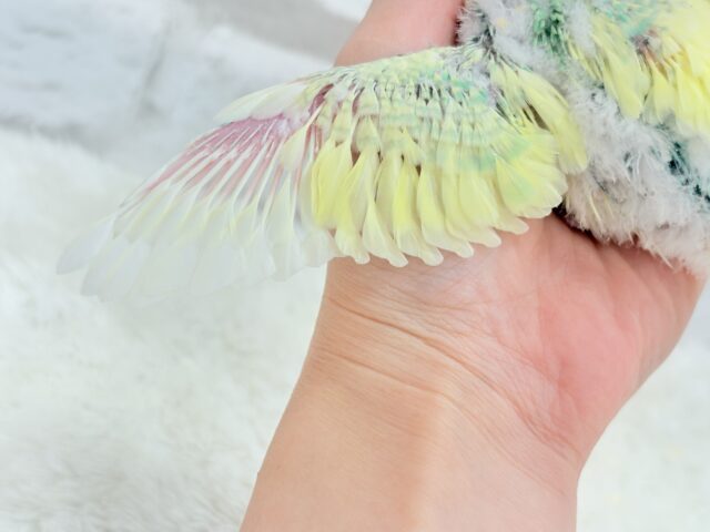 レモン風味のキャンディポップ🍭🍋セキセイインコ(パステルカラーレインボーパイド) ヒナ セキセイインコ