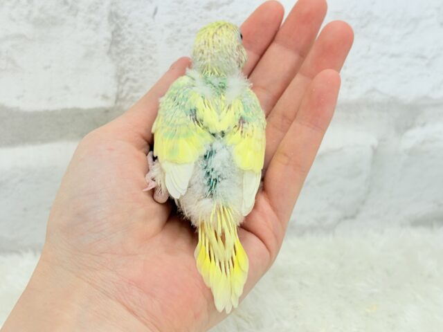 レモン風味のキャンディポップ🍭🍋セキセイインコ(パステルカラーレインボーパイド) ヒナ セキセイインコ