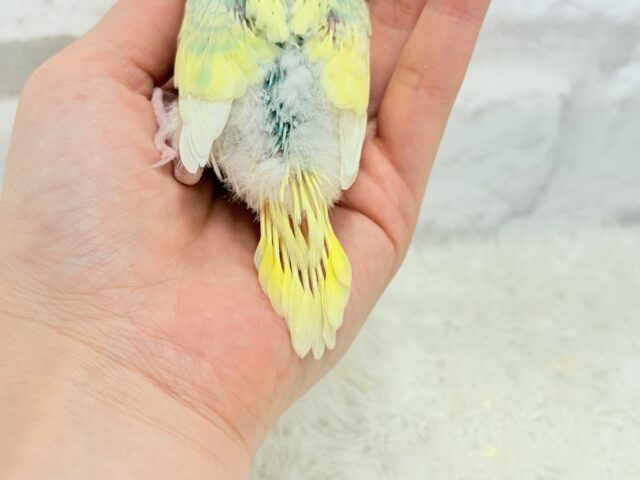 レモン風味のキャンディポップ🍭🍋セキセイインコ(パステルカラーレインボーパイド) ヒナ セキセイインコ
