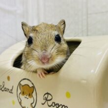 最新画像有ります⭐️愛も体も𝑩𝑰𝑮 ‪サイズ❤️パッチリおめめのジャイアントジャービルくん‼️