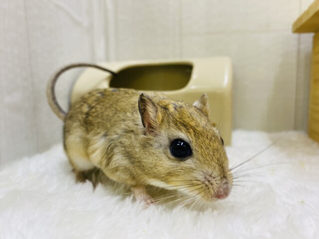 ジャイアントジャービル（オオスナネズミ）