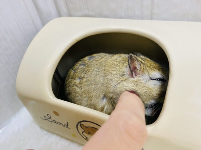 ジャイアントジャービル（オオスナネズミ）