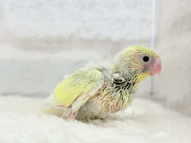レモン風味のキャンディポップ🍭🍋セキセイインコ(パステルカラーレインボーパイド) ヒナ セキセイインコ