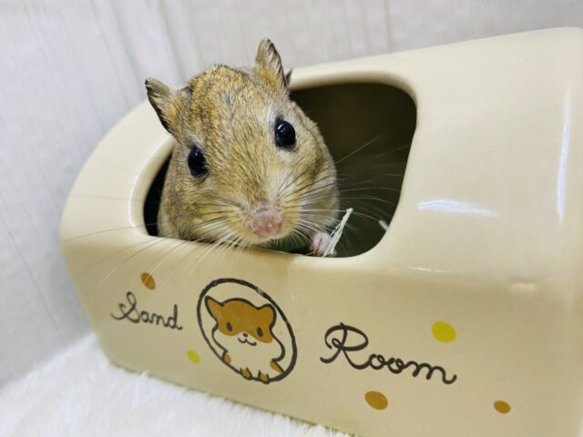 ジャイアントジャービル（オオスナネズミ）