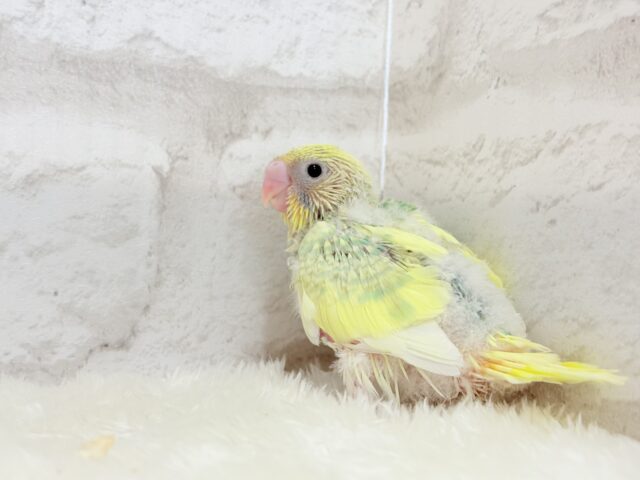 レモン風味のキャンディポップ🍭🍋セキセイインコ(パステルカラーレインボーパイド) ヒナ セキセイインコ