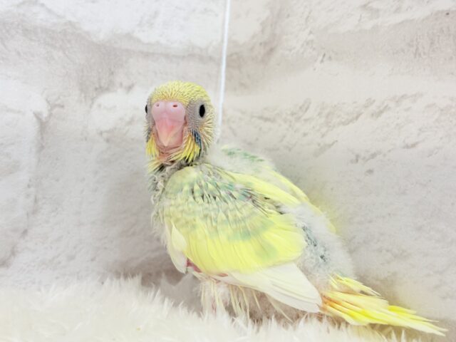レモン風味のキャンディポップ🍭🍋セキセイインコ(パステルカラーレインボーパイド) ヒナ セキセイインコ