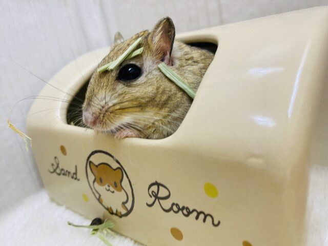 ジャイアントジャービル（オオスナネズミ）