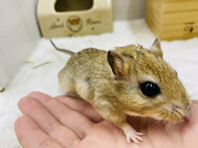 ジャイアントジャービル（オオスナネズミ）