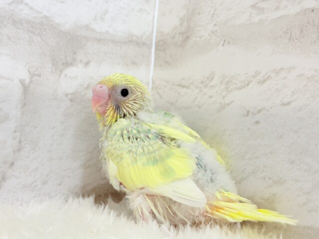 レモン風味のキャンディポップ🍭🍋セキセイインコ(パステルカラーレインボーパイド) ヒナ セキセイインコ