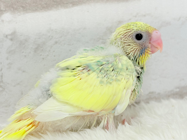 レモン風味のキャンディポップ🍭🍋セキセイインコ(パステルカラーレインボーパイド) ヒナ レモン風味のキャンディポップ🍭🍋セキセイインコ(パステルカラーレインボーパイド) ヒナ