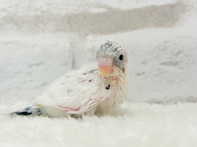 おべんと付けて、どこ行くのっ♬セキセイインコ(白ハルクイン) ヒナ セキセイインコ