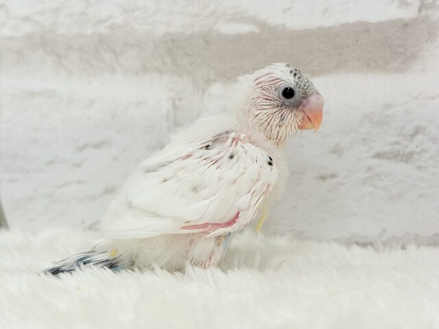おべんと付けて、どこ行くのっ♬セキセイインコ(白ハルクイン) ヒナ セキセイインコ