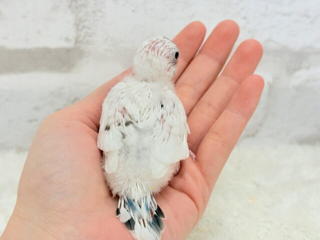 おべんと付けて、どこ行くのっ♬セキセイインコ(白ハルクイン) ヒナ セキセイインコ